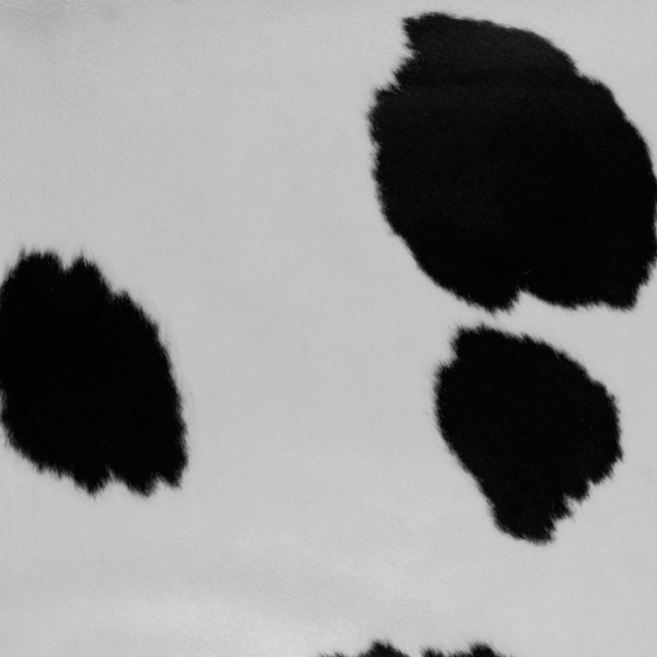 Close-up of black and white cowhide rug hair-on-hide finish